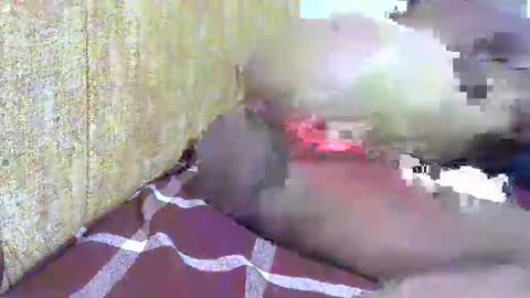 chooo pie online show from 02/16/25, 07:05