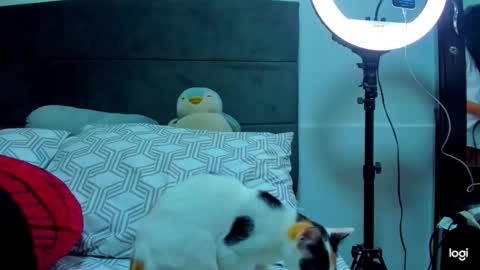 iam_your_fantasy online show from 01/12/26, 01:11