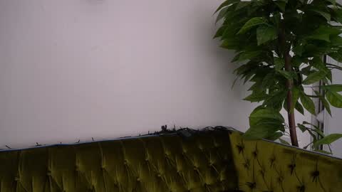 Snapshot of icedanielles chatting on 01/11/25, 06:33 Danielle online show from 01/11/25, 06:33