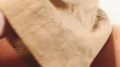 Ingret online show from 12/13/24, 02:49