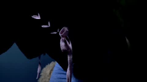 Jasmine online show from 04/21/26, 05:14