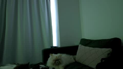 Juanitafoxx online show from 04/06/26, 08:32