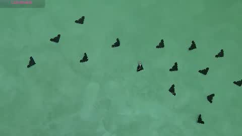 Julia online show from 11/05/25, 08:47