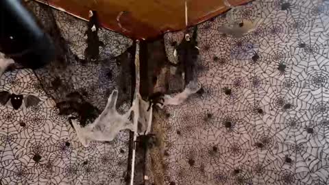 Julietta Jackson online show from 10/07/25, 09:45