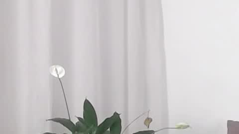 Help me with rate thanks  online show from 02/19/25, 05:38