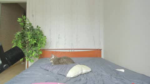 kelly_gerzikaaa online show from 04/06/26, 04:46