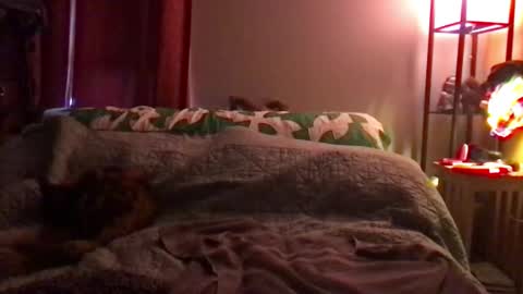 Snapshot of kitejackdaw chatting on 12/08/24, 09:52 Kite Jackdaw Bi Trans Man online show from 12/08/24, 09:52