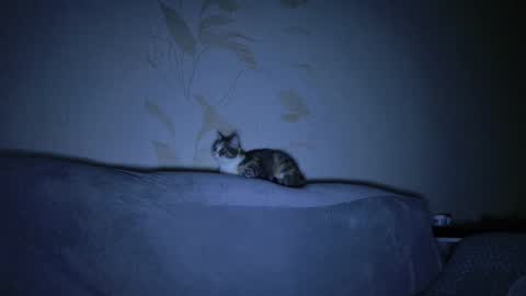 Evelyn online show from 03/08/25, 11:16