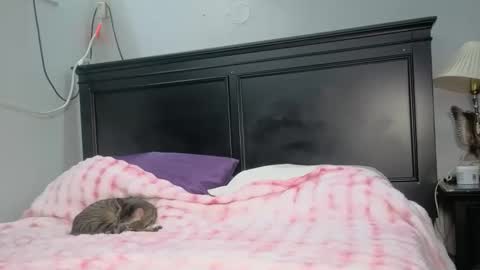 kittykat 1999 online show from 02/26/26, 05:06