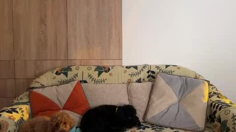 Kristy Nip slip shady  Best model on CB  online show from 04/26/26, 07:33