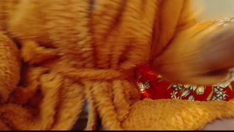 Snapshot of laralhotr chatting on 01/14/25, 12:54 laralhotr online show from 01/14/25, 12:54