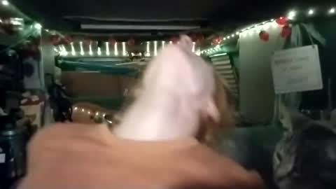 LesleyGumGrass- The Boring Trans girl online show from 07/29/26, 06:55
