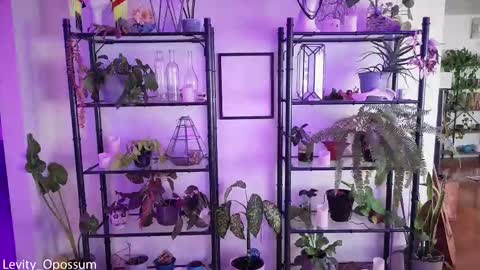 Levity online show from 11/28/25, 11:07