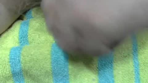 Snapshot of liltonypa chatting on 01/21/25, 06:45 LilTonyPA online show from 01/21/25, 06:45