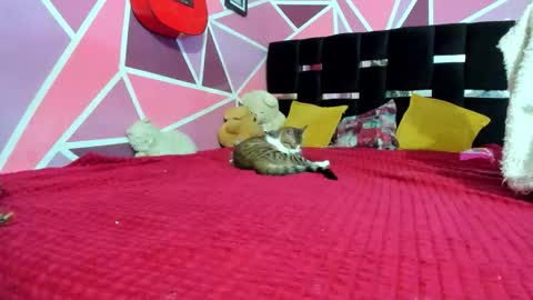 Snapshot of littledoll__ chatting on 12/20/25, 03:02 --- Onlyfans Free -- online show from 12/20/25, 03:02