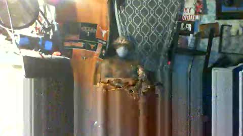 Snapshot of longloadedtx chatting on 10/22/25, 09:42 Mr. FogoDeChao online show from 10/22/25, 09:42