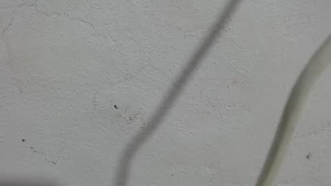 Snapshot of lovecreyzyshowcam chatting on 09/11/25, 03:56 Frank and Nathy online show from 09/11/25, 03:56