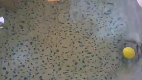 Snapshot of lovelyladyflaccid chatting on 05/27/26, 10:29 lovelyladyflaccid online show from 05/27/26, 10:29