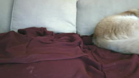 lowhangingfruit93 online show from 01/26/25, 03:48