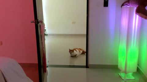 luara__01__lecat_1 online show from 02/16/26, 09:22