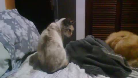 Snapshot of lucasgody chatting on 10/19/25, 09:37 lucas online show from 10/19/25, 09:37