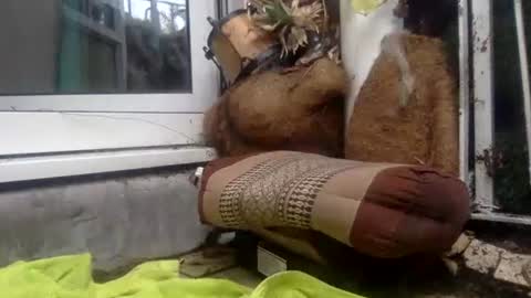 matureman1234 online show from 10/29/25, 10:06