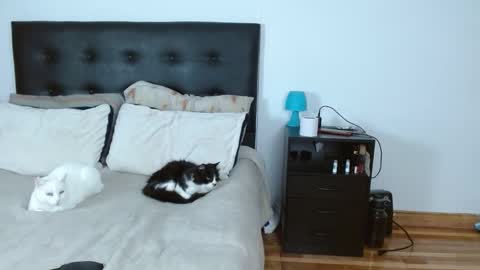 Snapshot of michael_0814 chatting on 12/14/25, 05:02 Michael Iris online show from 12/14/25, 05:02