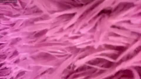 Amelia online show from 11/15/25, 03:52