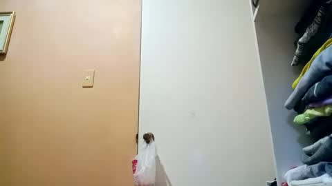 Im Ping online show from 10/30/25, 10:43