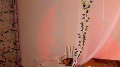 Misha online show from 12/26/24, 08:00