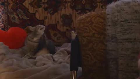 Snapshot of miss_elistia_ chatting on 02/20/26, 02:17 Elis online show from 02/20/26, 02:17