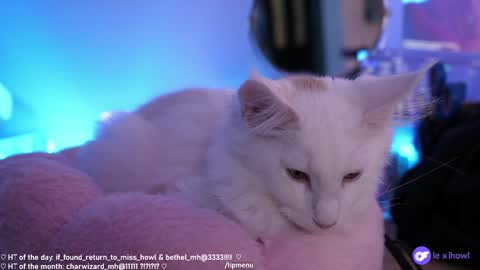 Lexi Bitch Tits Baked Goldfish Howl Miss Zero Remeber The First online show from 01/11/25, 09:15