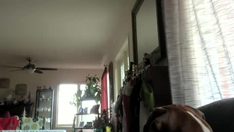 Snapshot of monkeedance chatting on 12/29/24, 10:25 Monkee Dance online show from 12/29/24, 10:25