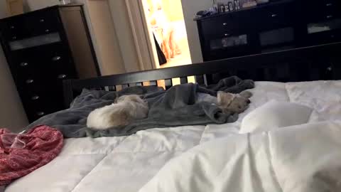 mrrogue online show from 12/24/24, 05:49