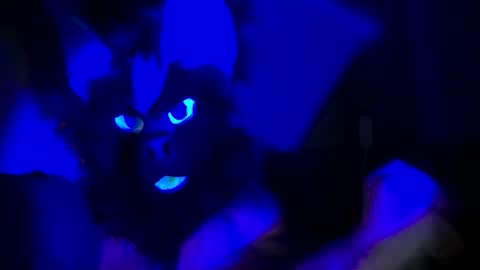 n33ds2br33d online show from 10/19/25, 03:07