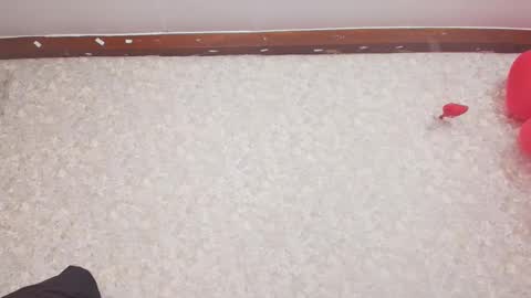 Nicol online show from 02/15/25, 07:17