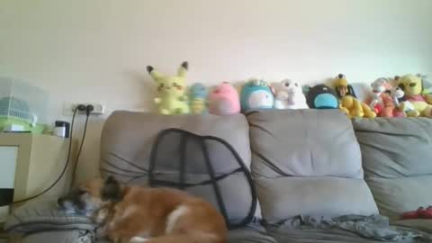 Brian and Logan Brogan online show from 01/18/26, 07:34