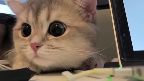 Sun or Luna online show from 02/20/25, 08:25