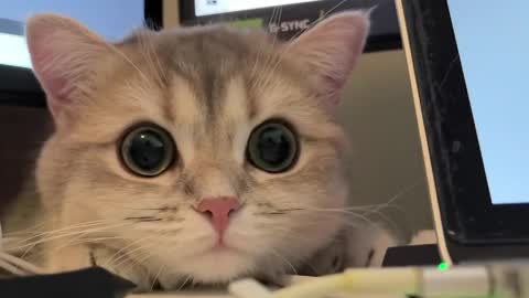 Sun or Luna online show from 04/21/26, 08:23