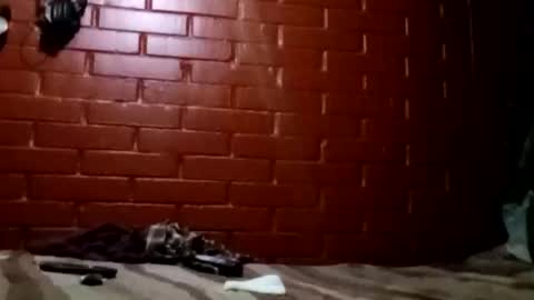 nocturnus1980 online show from 02/02/26, 07:29