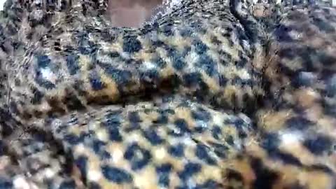 nora_roy246 online show from 01/08/26, 05:54