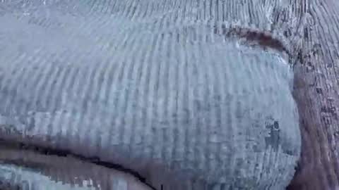 nora_roy246 online show from 01/09/26, 02:58