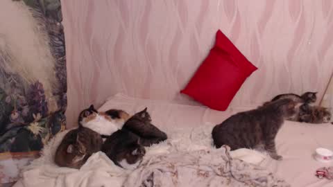 Olivia online show from 03/04/25, 11:00