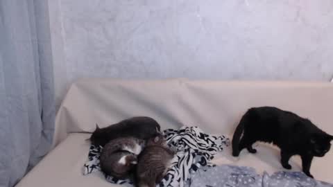 Olivia online show from 09/19/25, 11:38