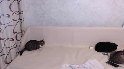 Olivia online show from 11/03/25, 04:25