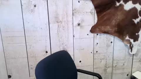 Snapshot of openmindedcowboy chatting on 02/24/25, 04:47 kinkynerd online show from 02/24/25, 04:47