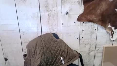 Snapshot of openmindedcowboy chatting on 10/18/25, 07:14 kinkynerd online show from 10/18/25, 07:14