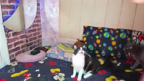 pamelaa Viscontty online show from 04/24/26, 02:36