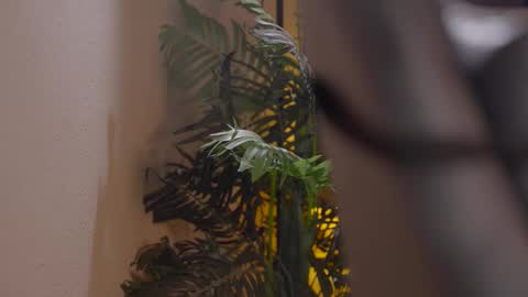 Patricia online show from 12/01/25, 06:02