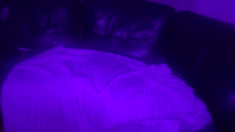 paybarbi online show from 11/16/25, 07:14